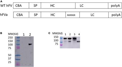 Adeno-associated virus-mediated expression of activated factor V (FVa) for hemophilia phenotypic correction